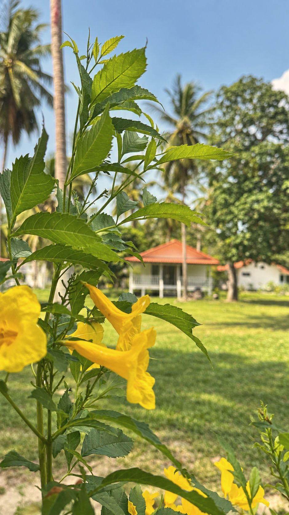 Yellow allamanda flowers with bungalows in the distance