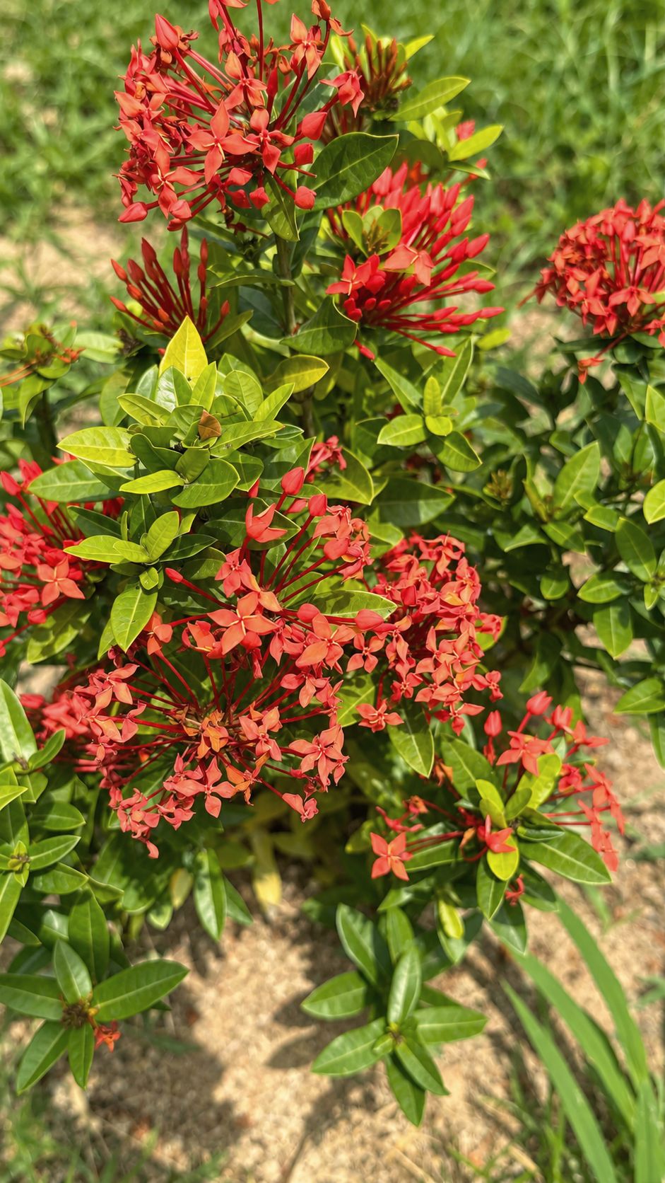 Ixora flowers