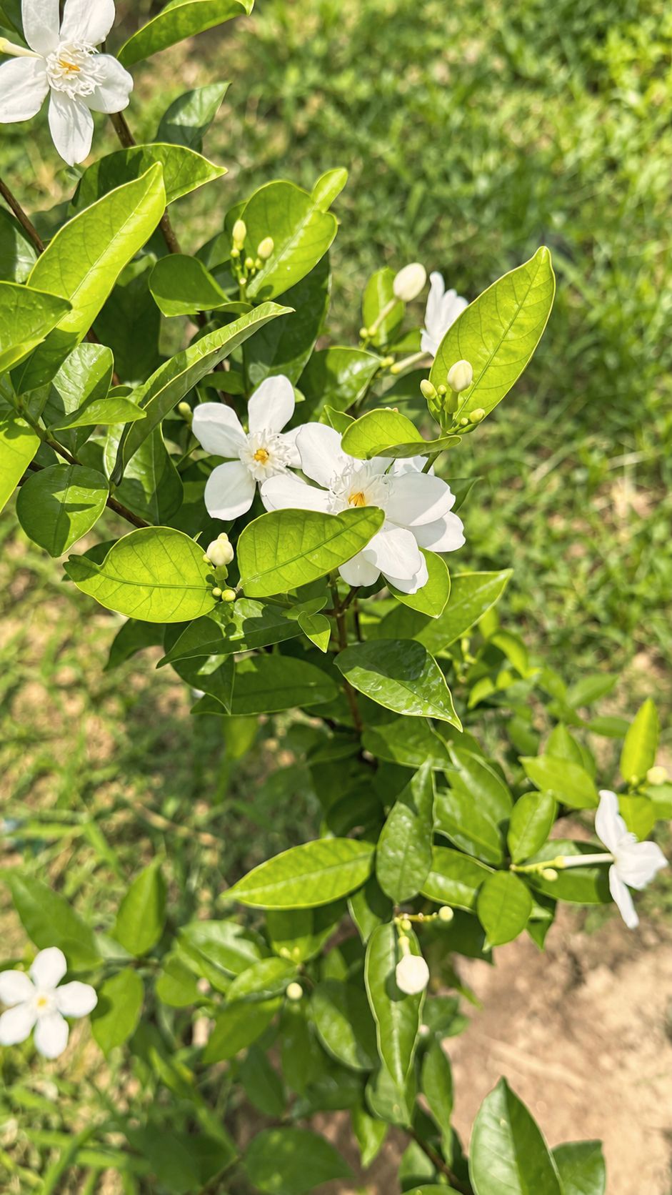 Jasmine in the garden