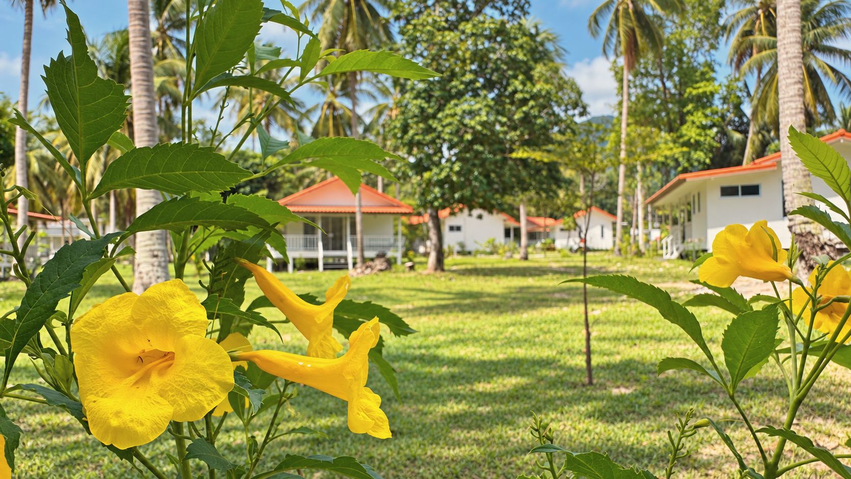 Bungalows across the garden seen through yellow allamanda flowers