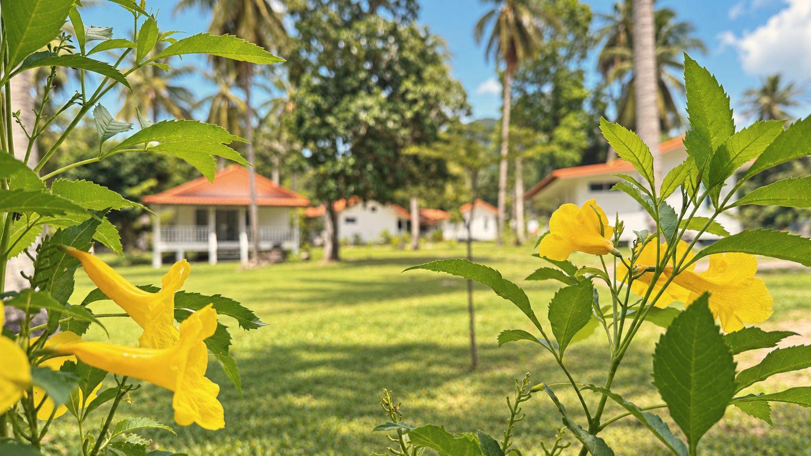 White elevated bungalows with terracotta roofs behind yellow allamanda flowers