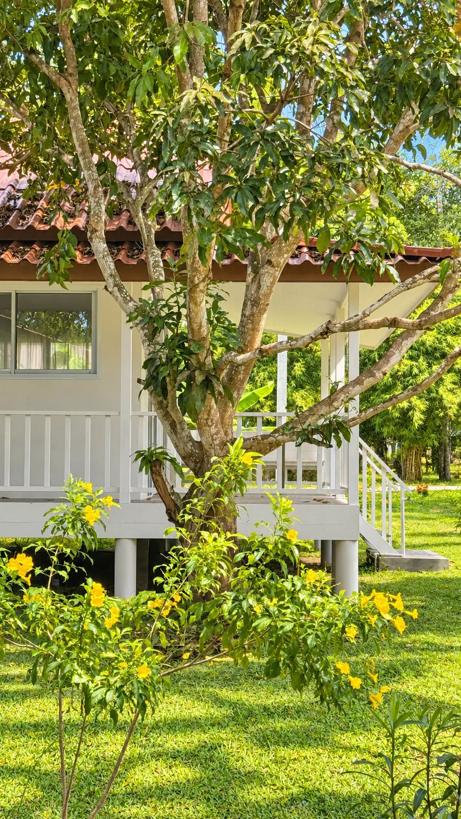 White bungalow on stilts behind a mango tree and yellow flowers